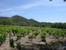 Partout les Vignes